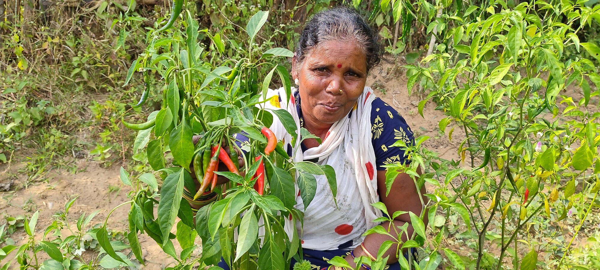 Sasmita Kadmaset shows chili plants growing in her kitchen garden. She is from Sarendrapadar village where MCC partner Society for Nature, Education and Health (SNEH) is helping tribal communities in